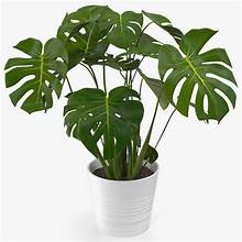Monstera Deliciosa