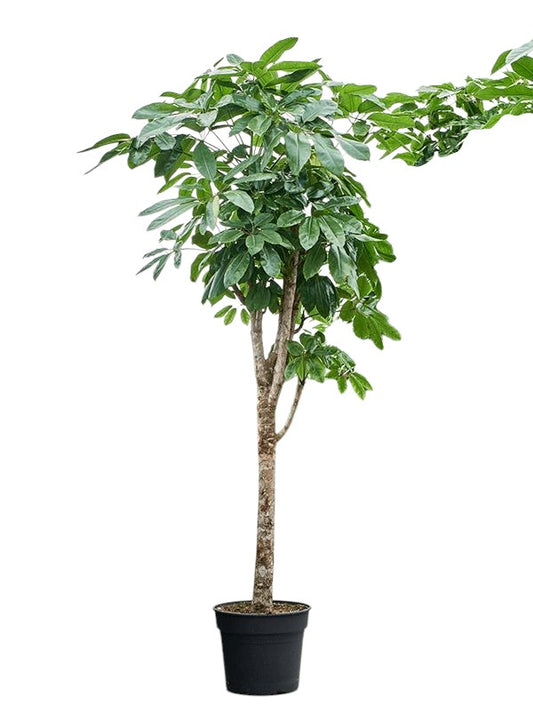 Umbrella tree