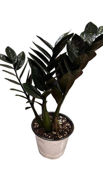 ZZ Black Zamia or Black raven